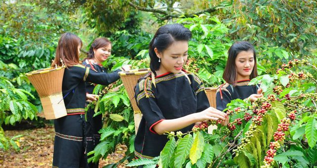 Việt Nam tiếp tục giữ vị thế là quốc gia cung ứng cà phê hàng đầu thế giới